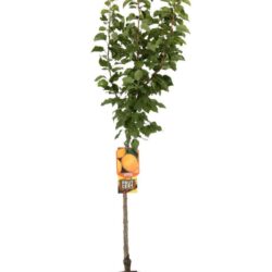 prunus armeniaca reale dimola albicocco