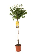 prunus armeniaca sabbatani albicocco 1