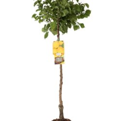 prunus armeniaca sabbatani albicocco 1