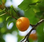 prunus armeniaca sabbatani albicocco 2