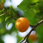 prunus armeniaca sabbatani albicocco 2