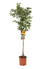 prunus armeniaca san castrese albicocco 1