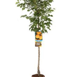 prunus armeniaca san castrese albicocco 1