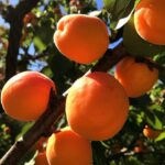 prunus armeniaca san castrese albicocco