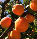 prunus armeniaca san castrese albicocco
