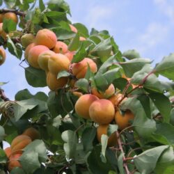 prunus armeniaca sungiant albicocco 1