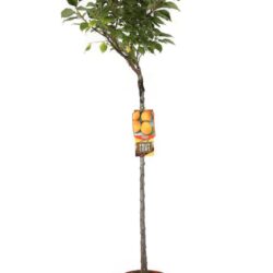 prunus armeniaca sungiant albicocco