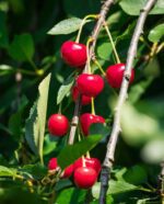 prunus avium amarena ciliegio da fiore 1