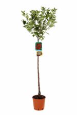 prunus avium amarena ciliegio da fiore
