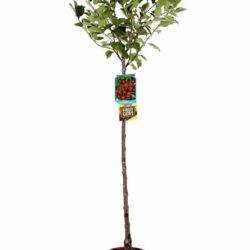 prunus avium amarena ciliegio da fiore