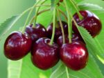 prunus avium bigarreau burlat portamento gisela 1