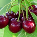 prunus avium bigarreau burlat portamento gisela 1