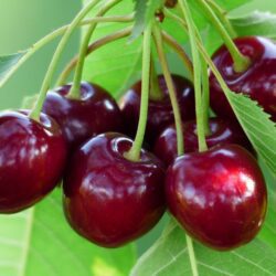 prunus avium bigarreau burlat portamento gisela 1