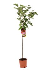 prunus avium bigarreau burlat portamento gisela