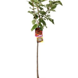 prunus avium bigarreau burlat portamento gisela