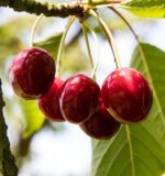 prunus avium bigarreau moreau ciliegio 1