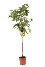 prunus avium bigarreau moreau ciliegio