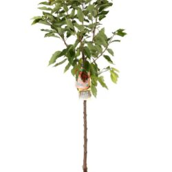 prunus avium bigarreau moreau ciliegio