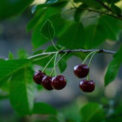 prunus avium black star ciliegio
