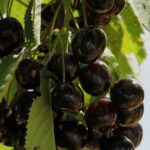 prunus avium durone nero ciliegio 1