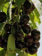 prunus avium durone nero ciliegio 1