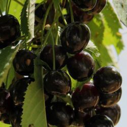 prunus avium durone nero ciliegio 1