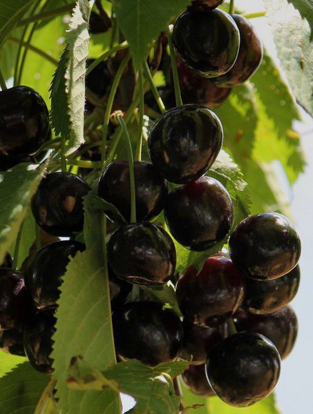 prunus avium durone nero ciliegio 1 prunus avium durone nero ciliegio 1
