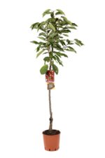 prunus avium durone nero ciliegio