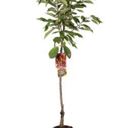 prunus avium durone nero ciliegio