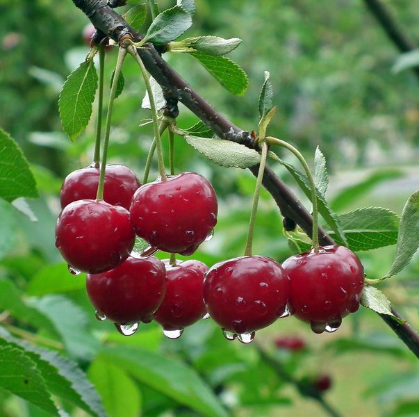 prunus avium ferrovia ciliegio 1 prunus avium ferrovia ciliegio 1