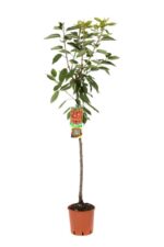 prunus avium ferrovia ciliegio