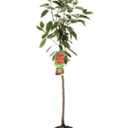 prunus avium ferrovia ciliegio