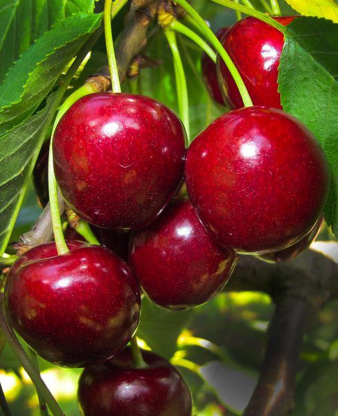 prunus avium giorgia ciliegio 1 prunus avium giorgia ciliegio 1