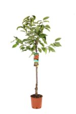 prunus avium giorgia ciliegio
