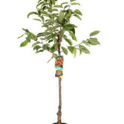 prunus avium giorgia ciliegio