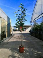 prunus avium grace star ciliegio