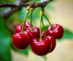 prunus avium grace star ciliegio 2