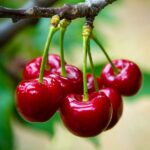 prunus avium grace star ciliegio 2