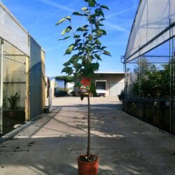 prunus avium grace star ciliegio