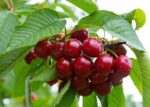 prunus avium hedel finger ciliegio 1