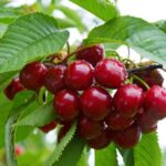 prunus avium hedel finger ciliegio 1