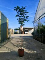 prunus avium hedel finger ciliegio
