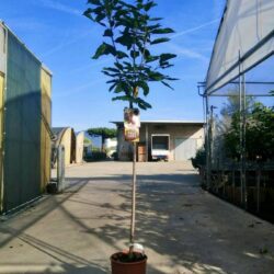 prunus avium hedel finger ciliegio