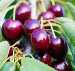 prunus avium kordia ciliegio 1