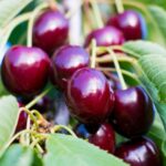 prunus avium kordia ciliegio 1