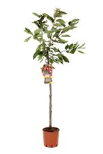 prunus avium kordia ciliegio