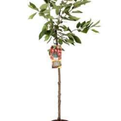 prunus avium kordia ciliegio