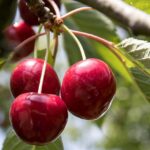 prunus avium lapins ciliegio 1