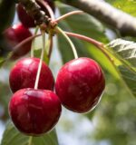 prunus avium lapins ciliegio 1