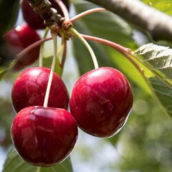 prunus avium lapins ciliegio 1
